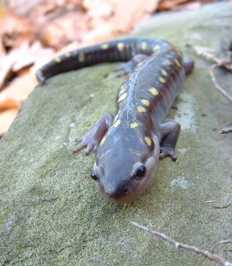 spotted salamander, Cuyahoga Co, OH