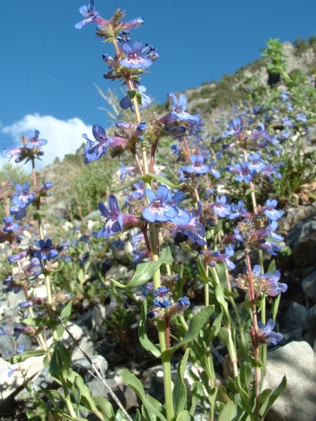 early June 2010, Penstemon humilis, Ophir Cyn area, W Oquirrh Mtns (a), Tooele Co, UT