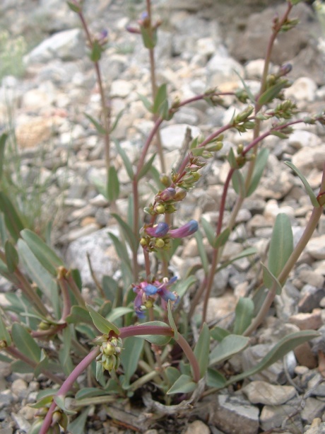 mid May 2013, Penstemon pachyphyllus (a), flowers about to open, Confusion Range, Millard Co, UT