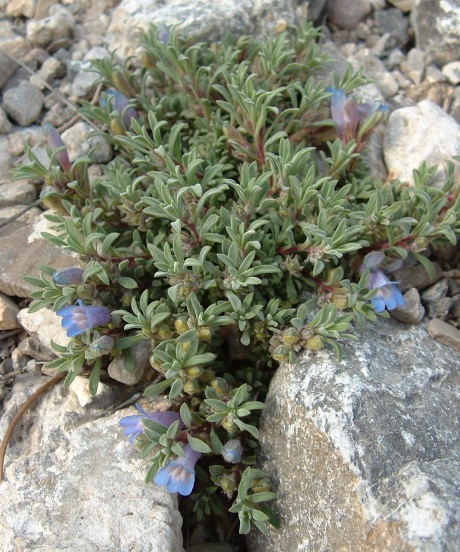 mid May 2013, Penstemon caespitosus (b), lowest plant of 3 seen, Confusion Range, Millard Co, UT