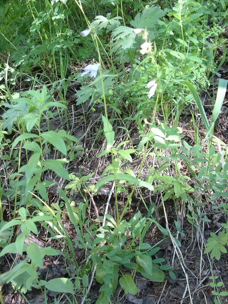late June 2013, habitat of Penstemon whippleanus, Big Cottonwood Cyn drainage, Wasatch Range, Salt Lake Co, UT
